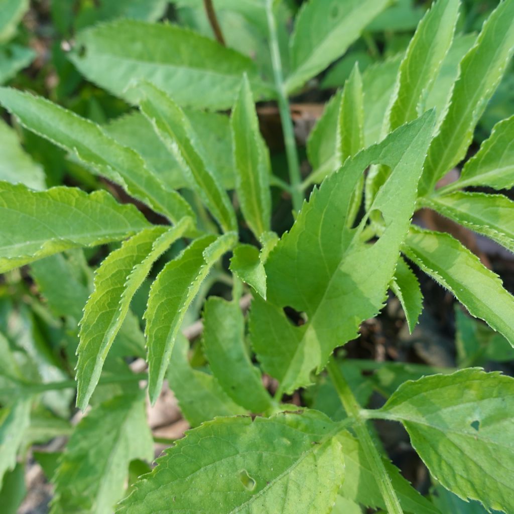 Sambucus ebulus